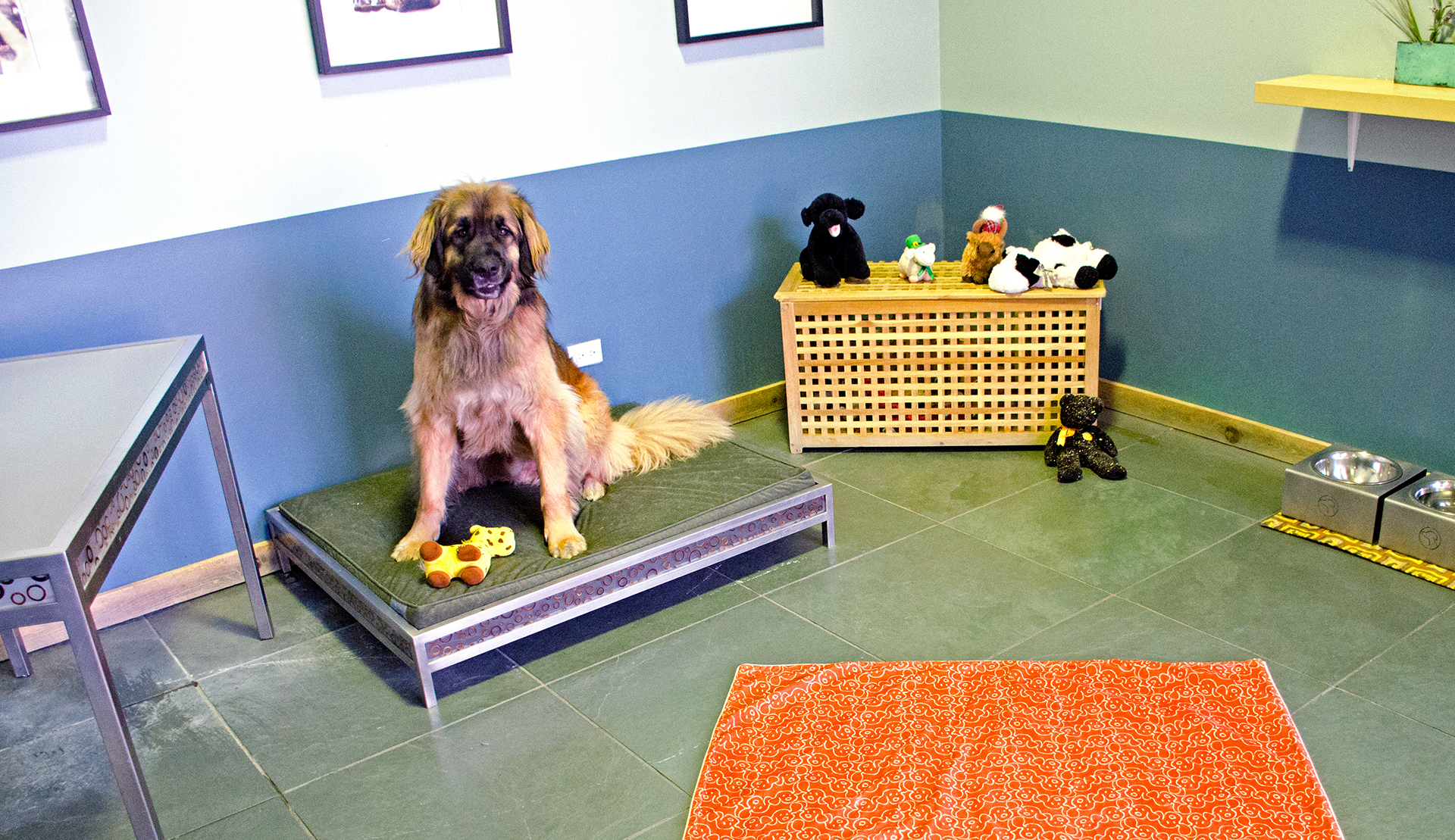 Boarding Stay Dog Hotel